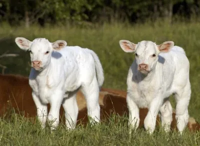 Dairy breeding cattle