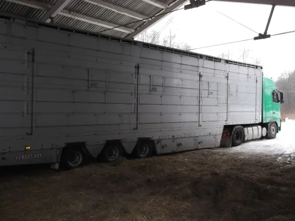 Modern purpose-built livestock transport vehicle